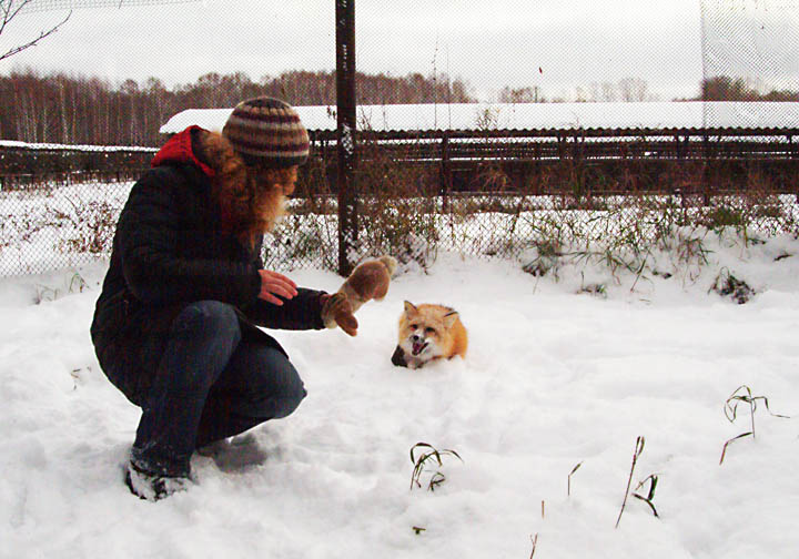 tamed foxes, Siberia