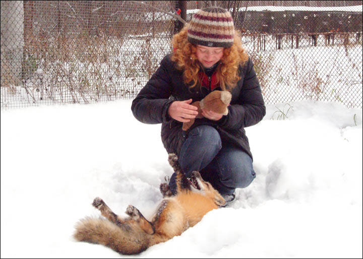 tamed foxes, Siberia