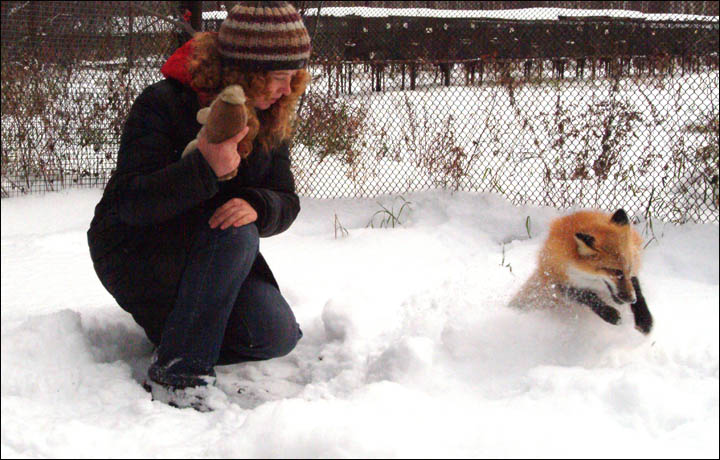 tamed foxes, Siberia