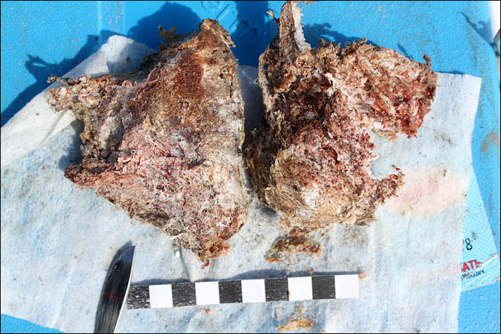 first ever sample of mammoth's blood Siberia