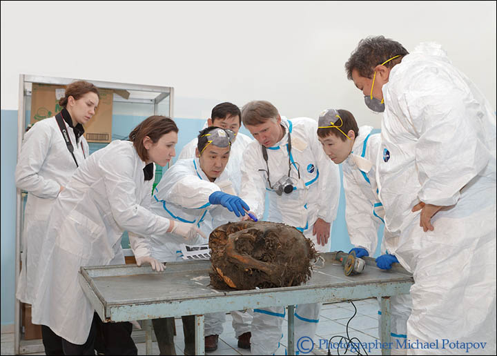 39,000 year old mammoth brain autopsy 