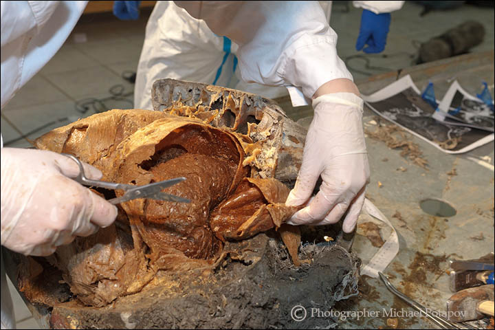 39,000 year old mammoth brain autopsy 