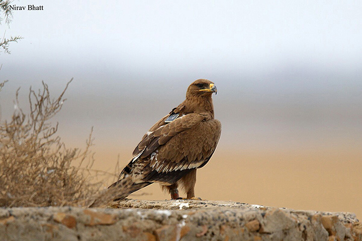 Top-up needed after scientists tracking feathered predators receive huge mobile SMS bills from ‘hundreds of messages’.