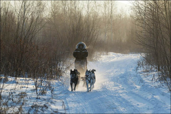 Nicolas Vanier with his dogs moves through the Far Eastern forest