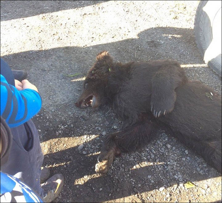 Brown bear killed