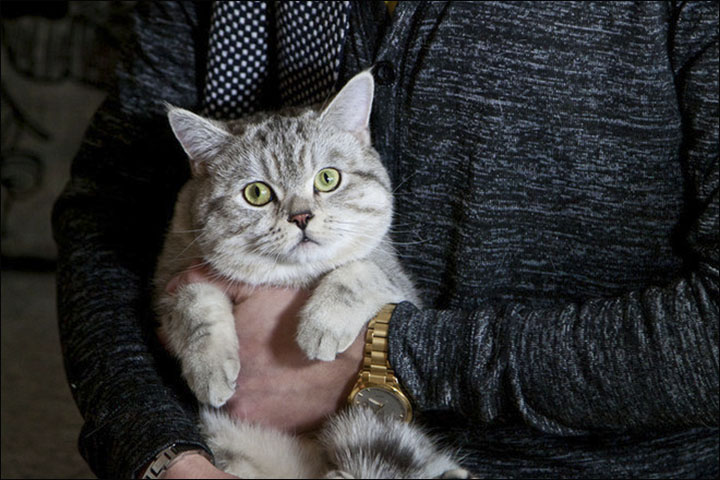 Psychic cat