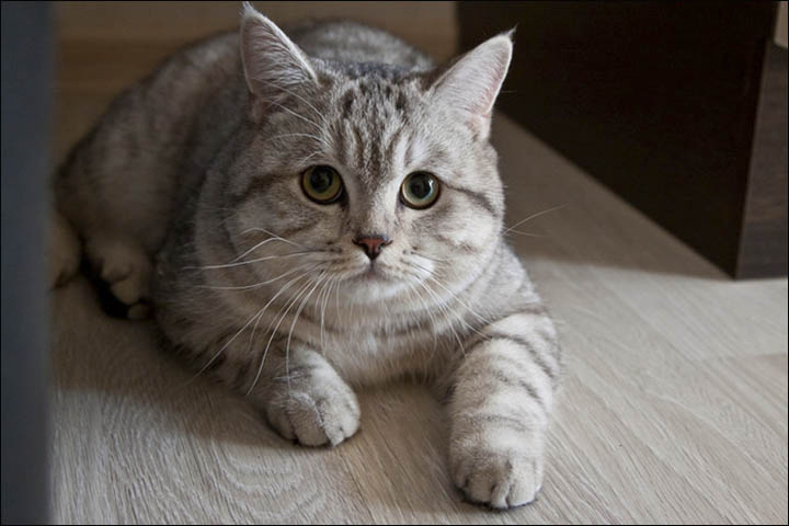Psychic cat