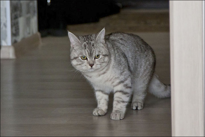 Psychic cat