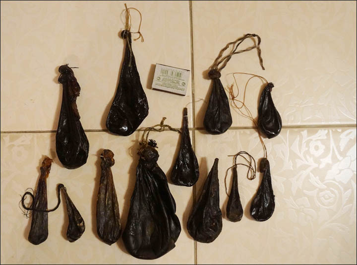 Bear's gall bladder