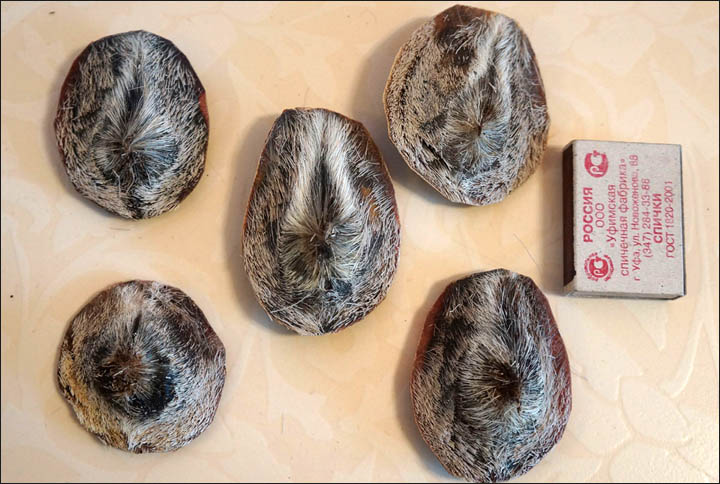 Musk gland