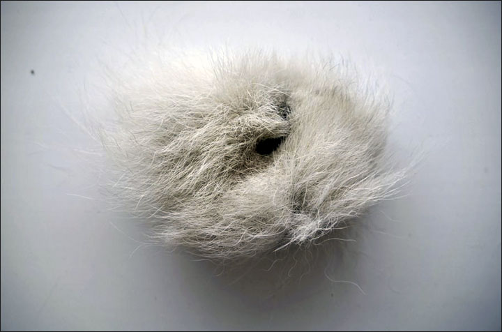 Wolf vagina