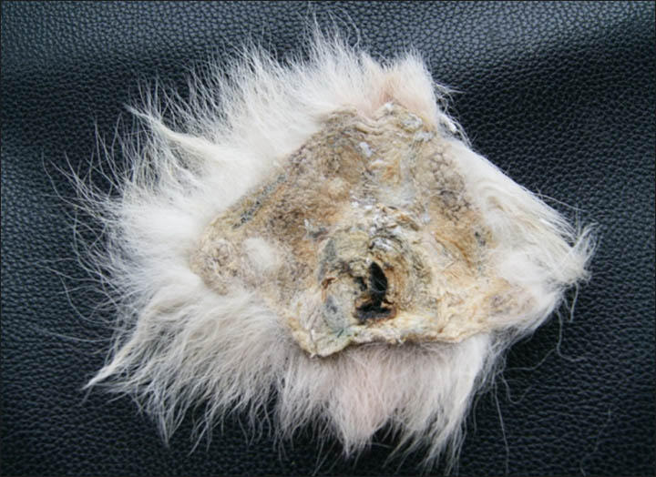 Wolf vagina