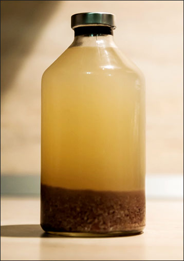 Tincture on red deer penises