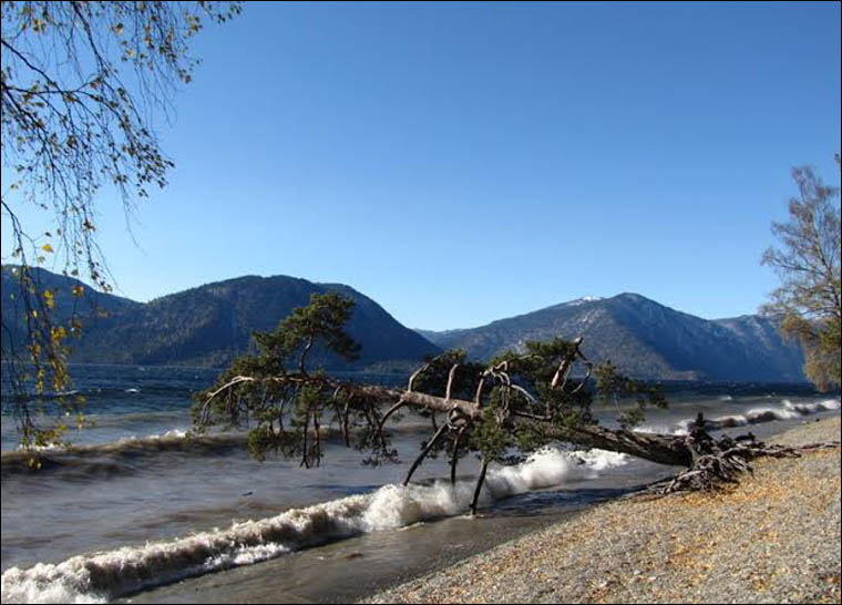 Teletskoe lake and magic pine tree in october