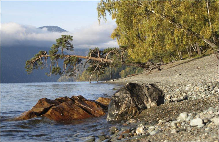 Magic pine tree on Teletskoe lake