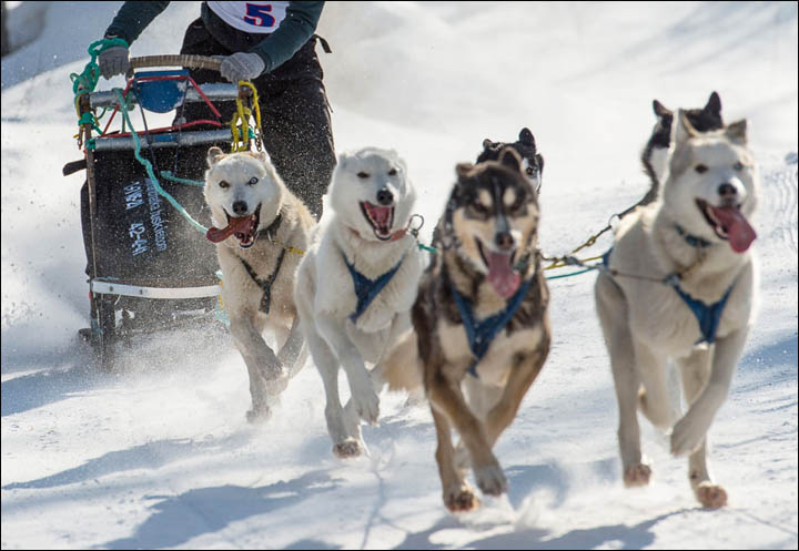 Beringia dog sled race 2013