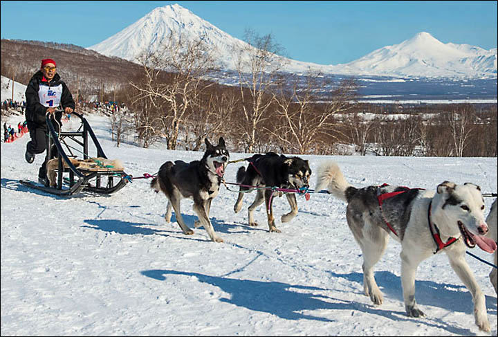 Beringia-sled-race