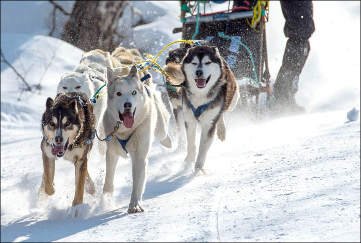 Beringia-sled-race