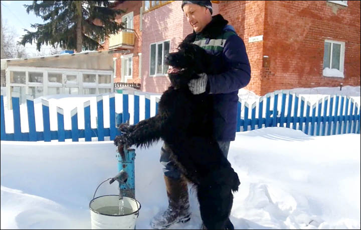 Giant Schnauzer from the Siberian village of Tara that loves carrying water
