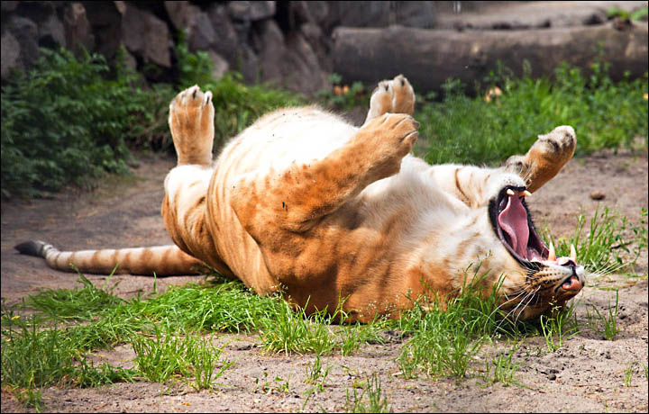 Zita the ligress Novosibirsk Zoo