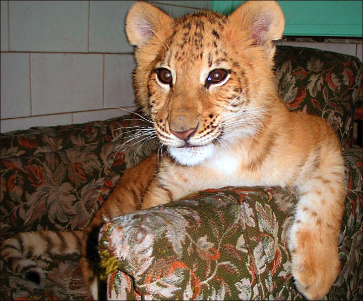 Zita the ligress Novosibirsk Zoo