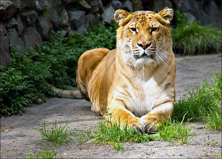 Zita the ligress Novosibirsk Zoo