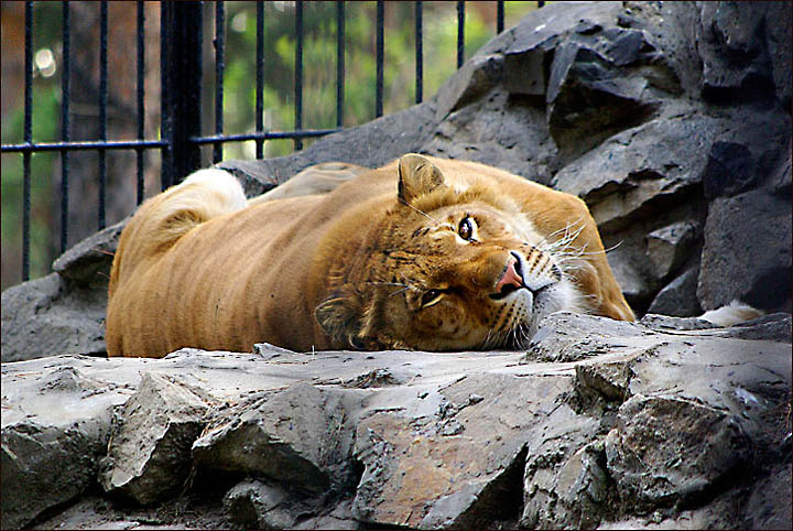 Zita the ligress Novosibirsk Zoo