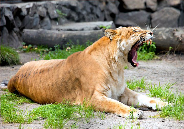 Zita the ligress Novosibirsk Zoo