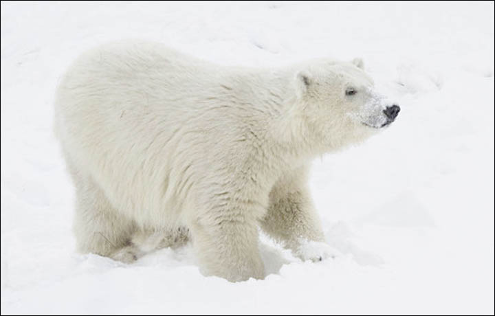 Lomonosov polar bear