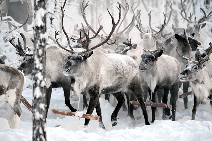 Sanctions can give a major boost to reindeer meat industry in Siberia