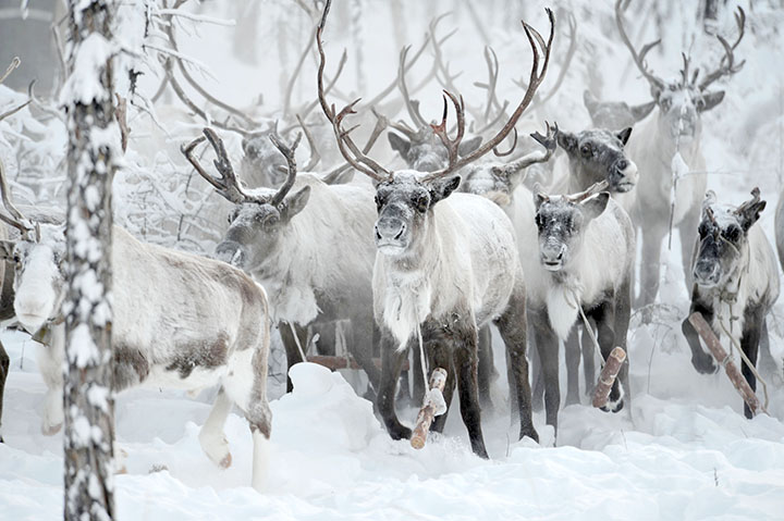 Oymyakon