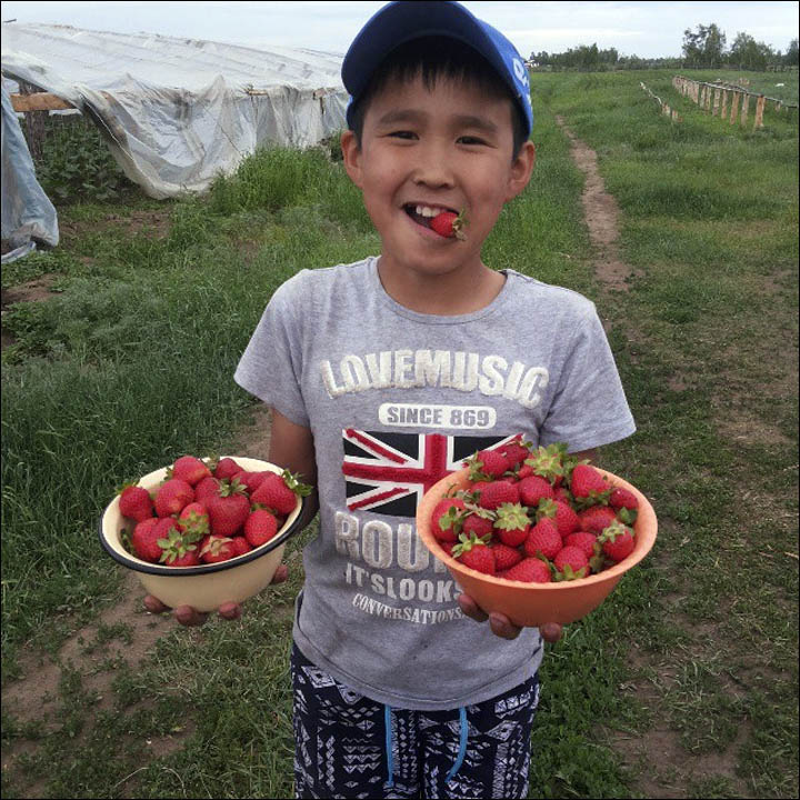 Strawberry in Yakutia