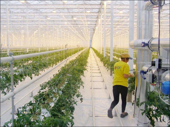 Greenhouse inside