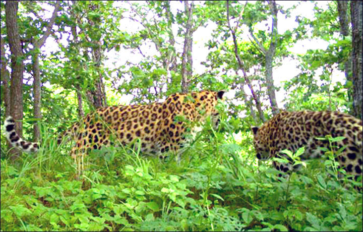Amur Leopard the Far East of Russia