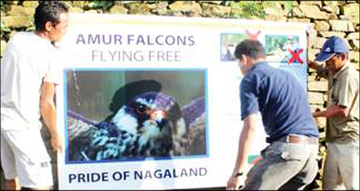 Campaign against Amur falcon slaughter in India