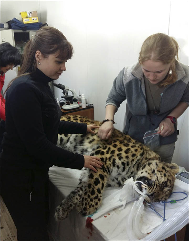 Ekaterina Blidchenko examines Leo 80M