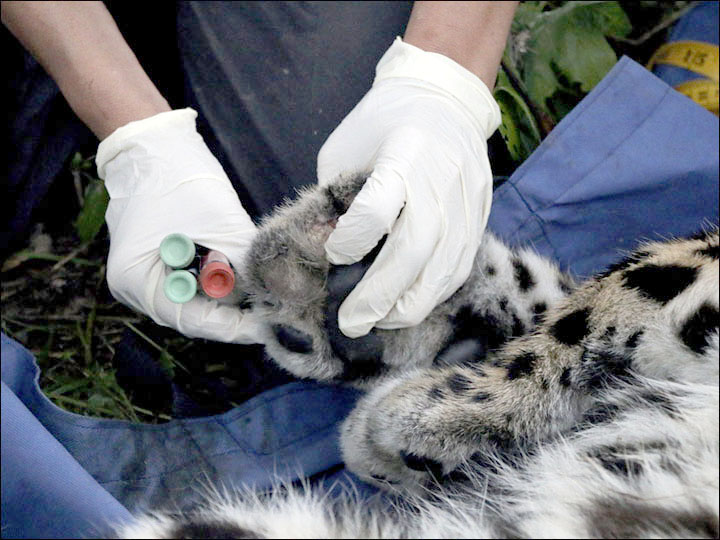 Amur leopard