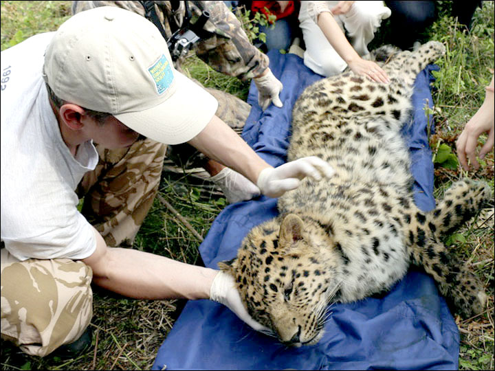 Amur leopard