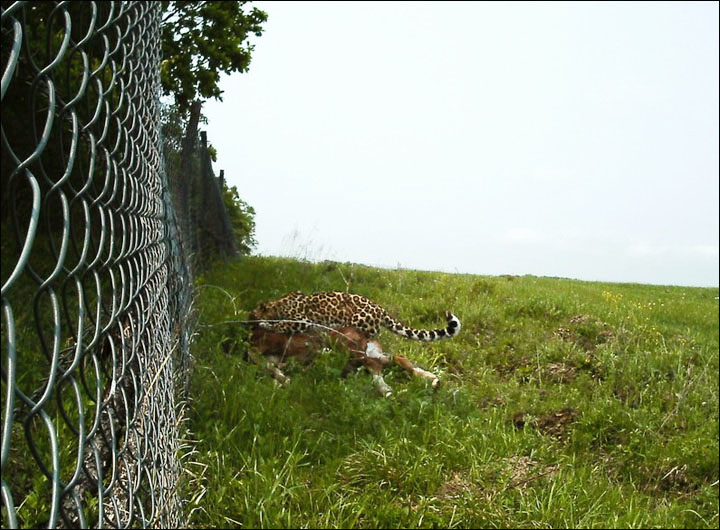 Amur leopard