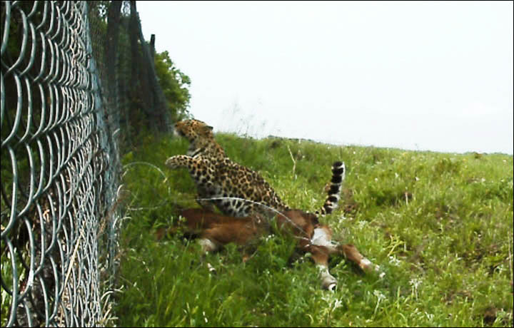 Amur leopard hunts livestock