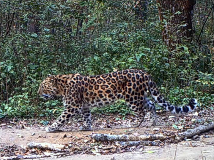 Leopards in China