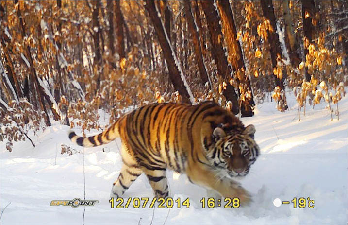 Tigress Ilona