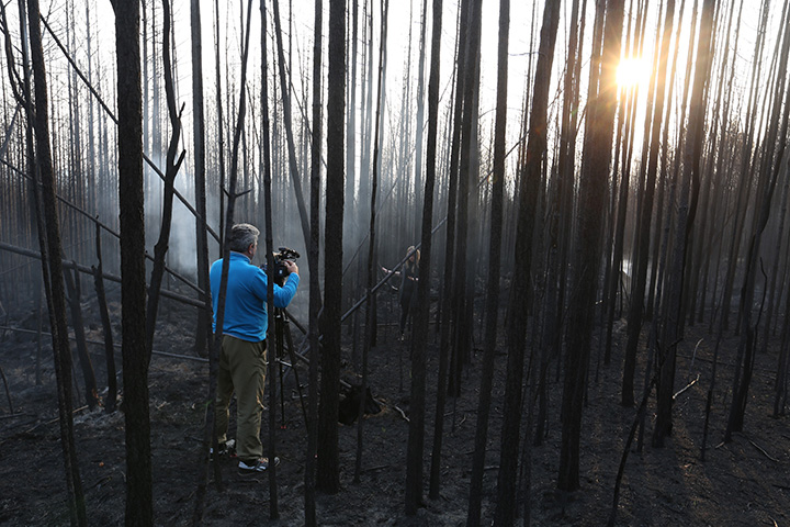 Burned down forest