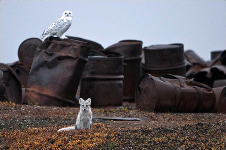 Wrangel island