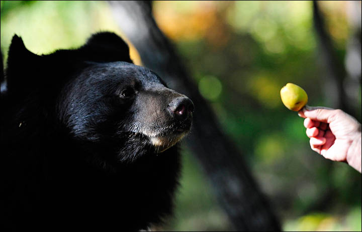 black bears need help