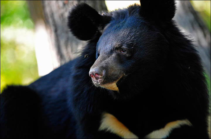 black bears need help
