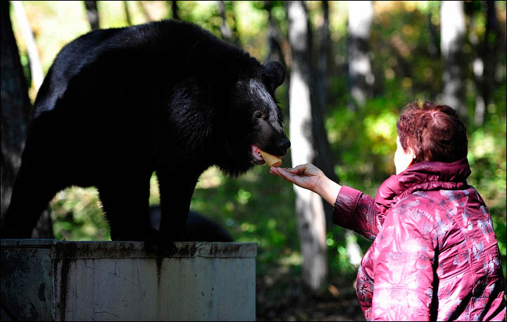 black bears need help