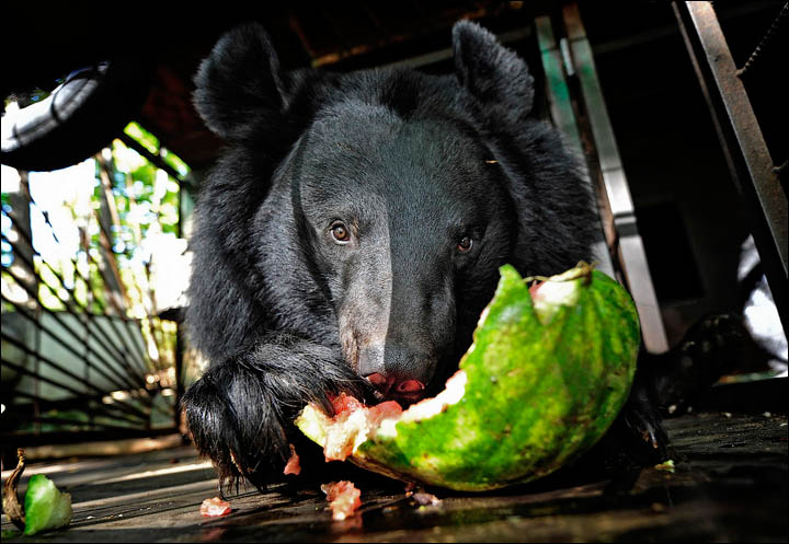 black bears need help 