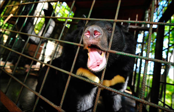 black bears need help