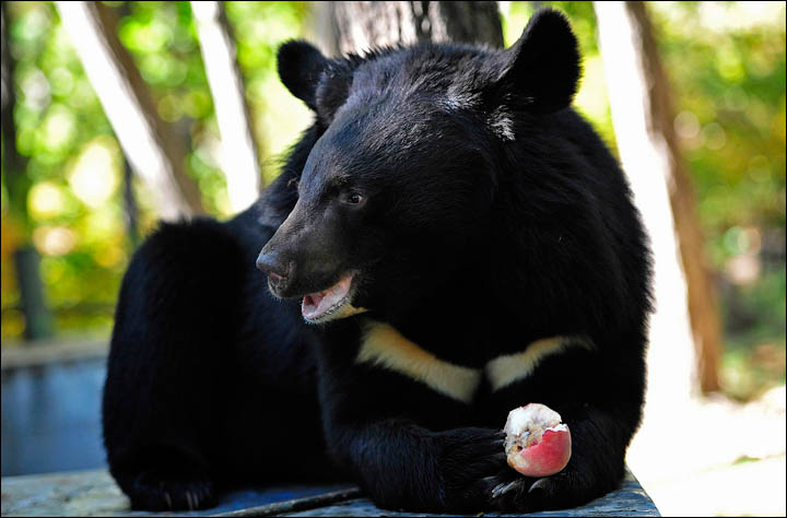 black bears need help